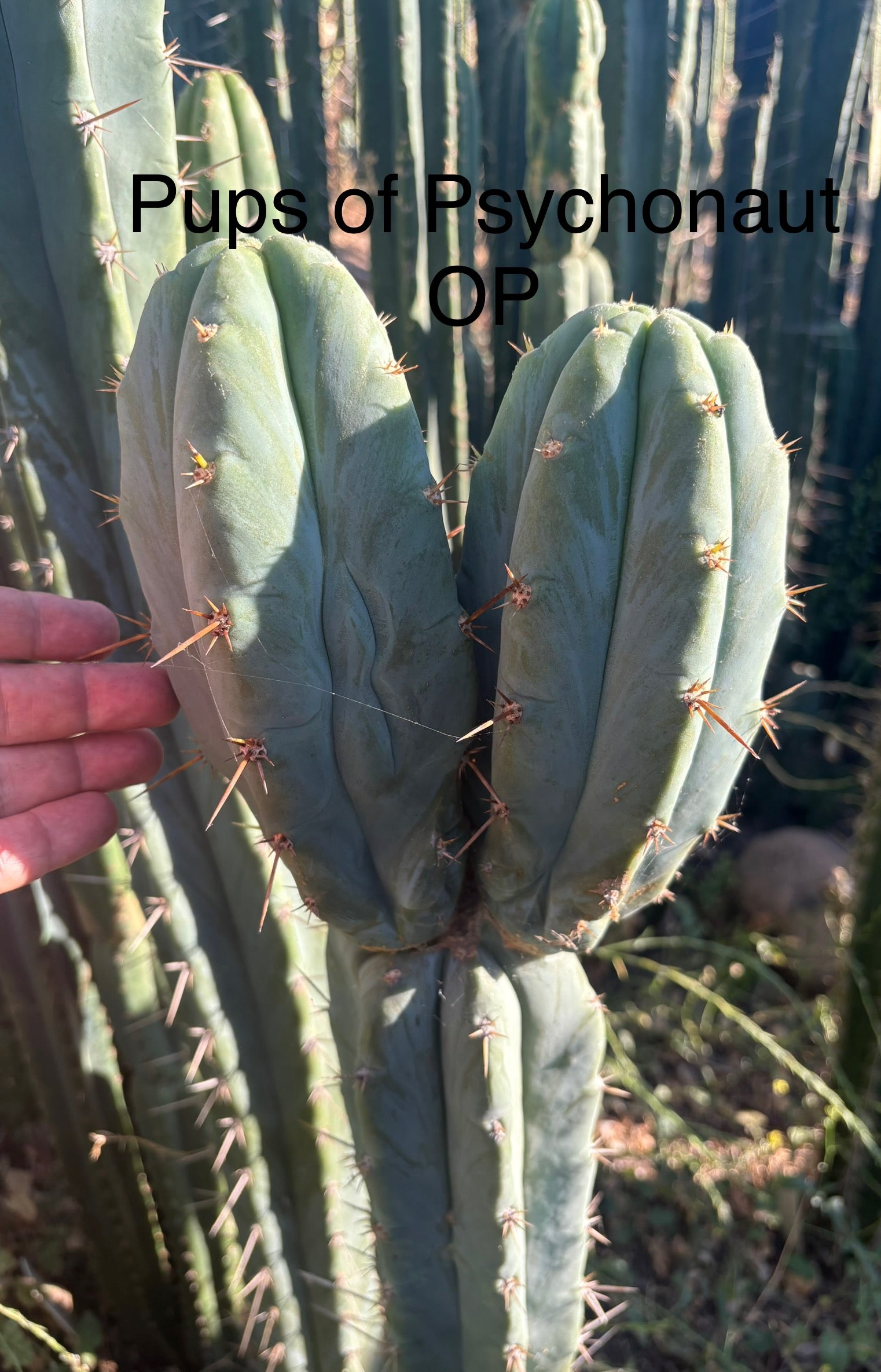 #EC331 EXACT Trichocereus Bridgesii Psychonaut OP Cactus Cutting 10”-Cactus - Large - Exact-The Succulent Source