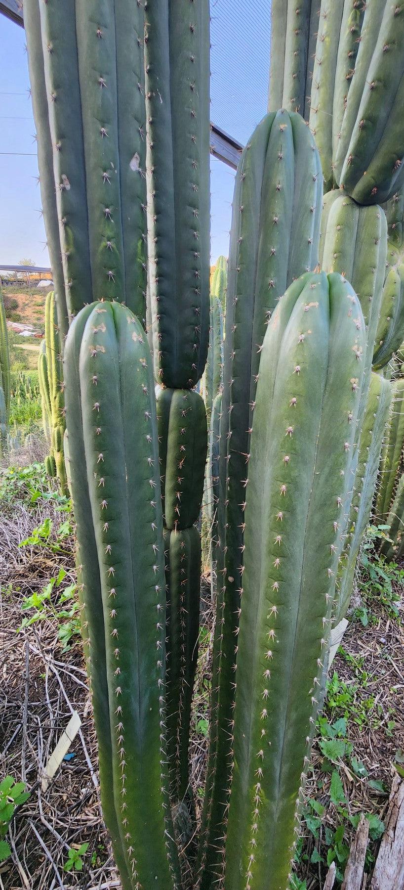 #EC331 EXACT Trichocereus Lost Label Cactus Cutting-Cactus - Large - Exact-The Succulent Source