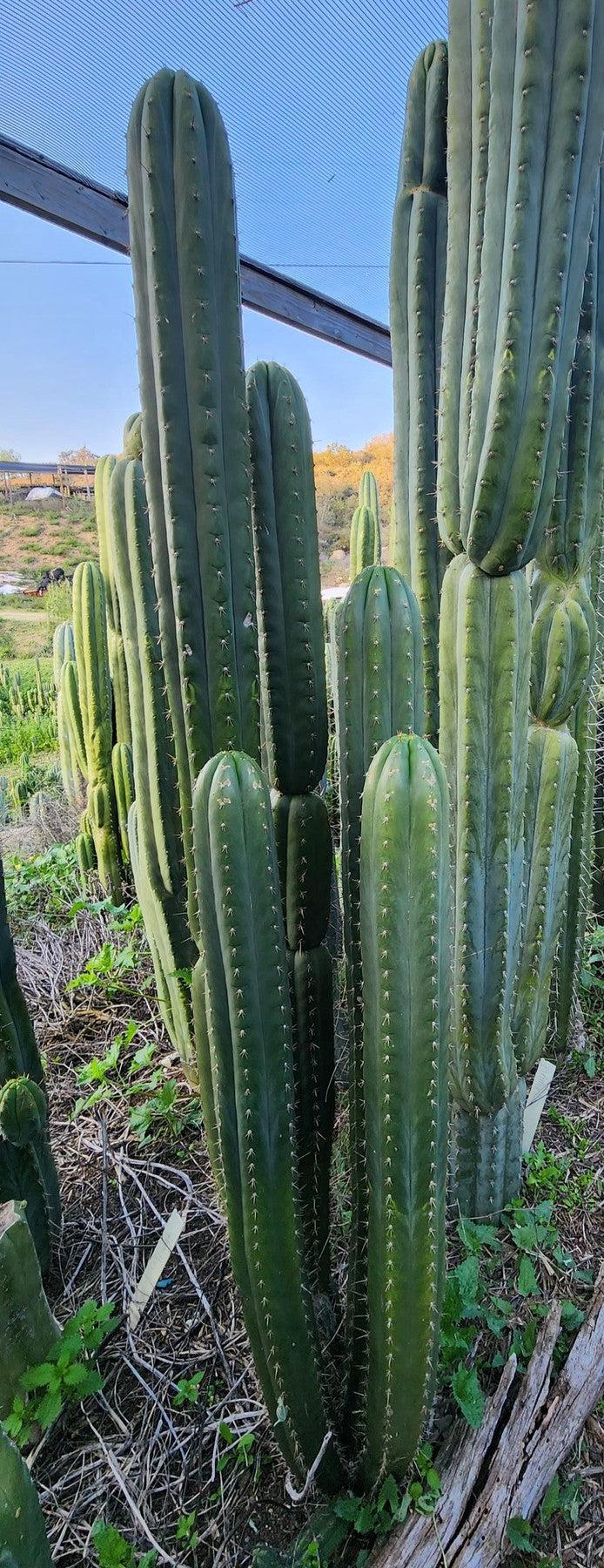 #EC331 EXACT Trichocereus Lost Label Cactus Cutting-Cactus - Large - Exact-The Succulent Source