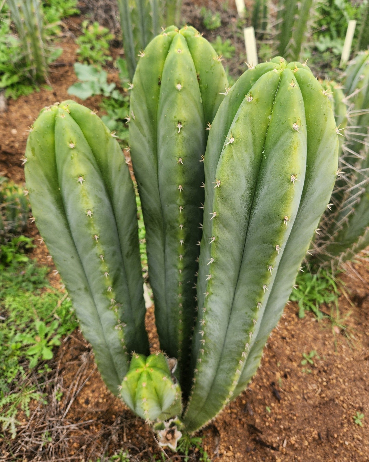 #EC332 EXACT Trichocereus Peruvianus Sausage OP Cactus Cutting 10"-Cactus - Large - Exact-The Succulent Source