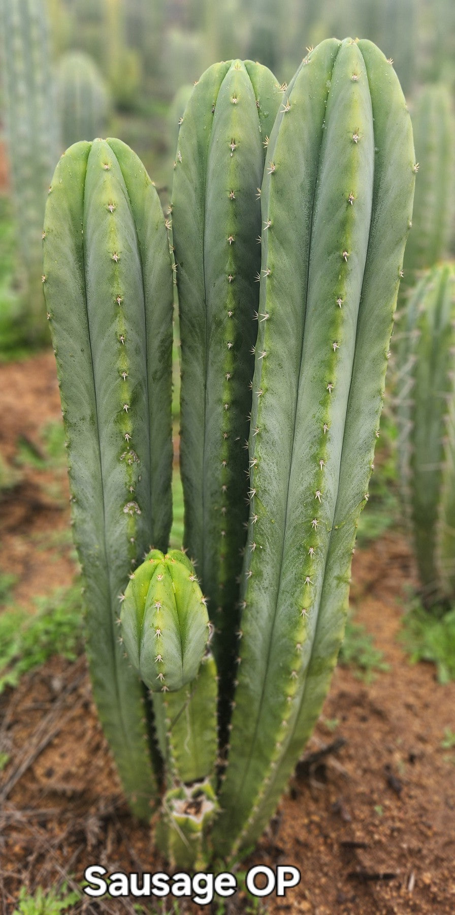 #EC332 EXACT Trichocereus Peruvianus Sausage OP Cactus Cutting 10"-Cactus - Large - Exact-The Succulent Source