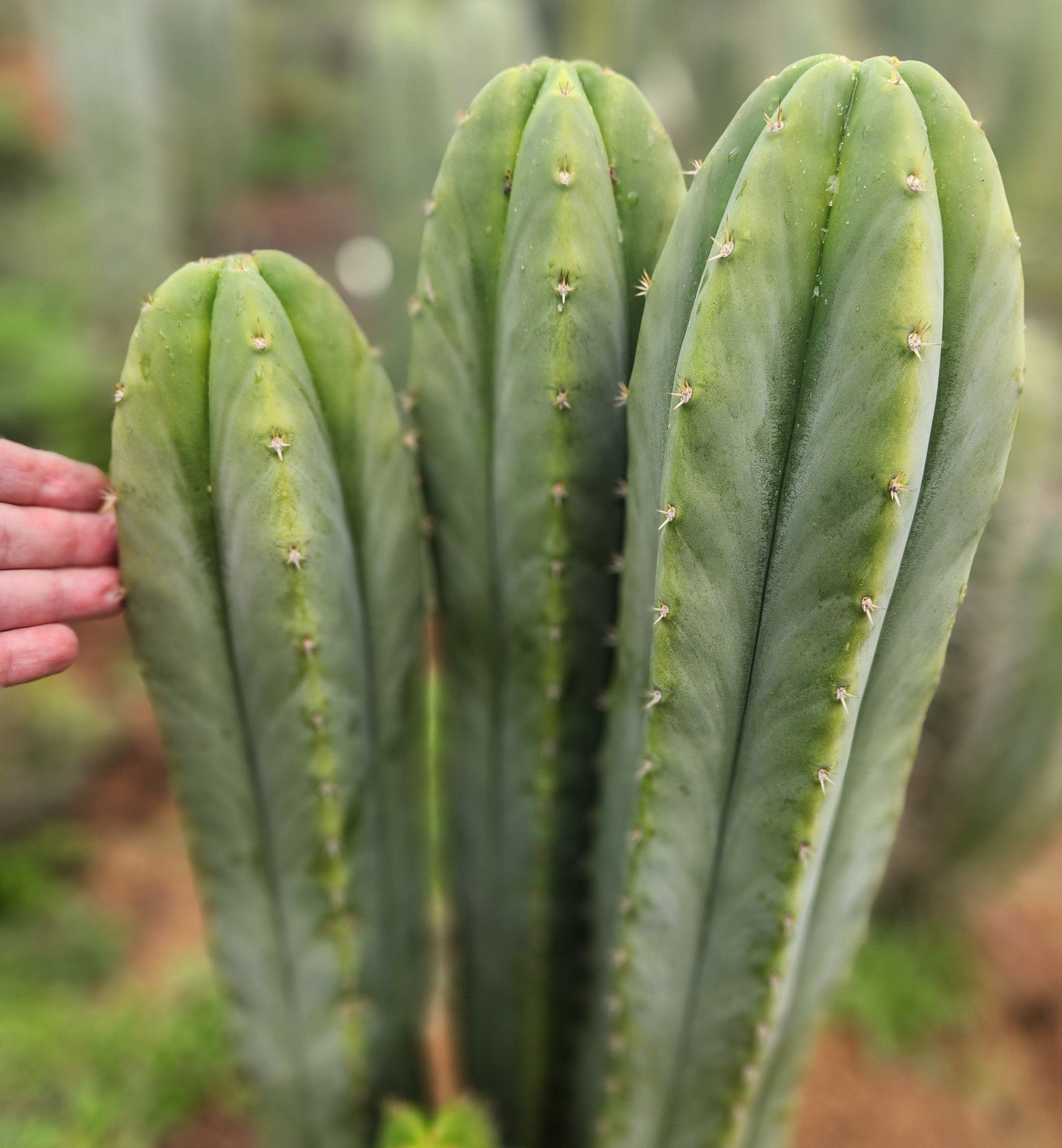 #EC332 EXACT Trichocereus Peruvianus Sausage OP Cactus Cutting 10"-Cactus - Large - Exact-The Succulent Source