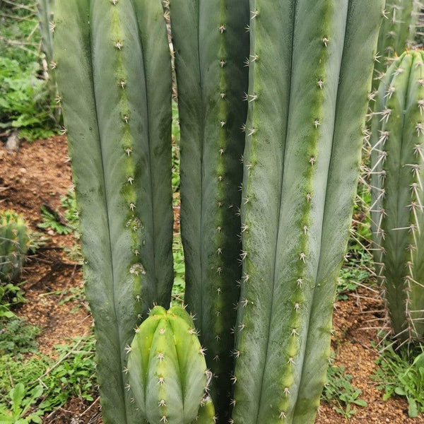 EC332 EXACT Trichocereus Peruvianus Sausage OP Cactus