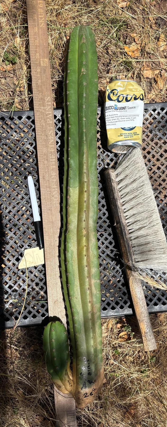 #EC333 EXACT Trichocereus Pachanoi Olivia X Pachanoi Oscar Cactus-Cactus - Large - Exact-The Succulent Source