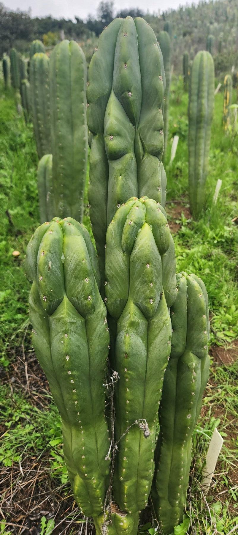 #EC333 EXACT Trichocereus Pachanoi Olivia X Scopulicola Cactus Cutting 10"-Cactus - Large - Exact-The Succulent Source