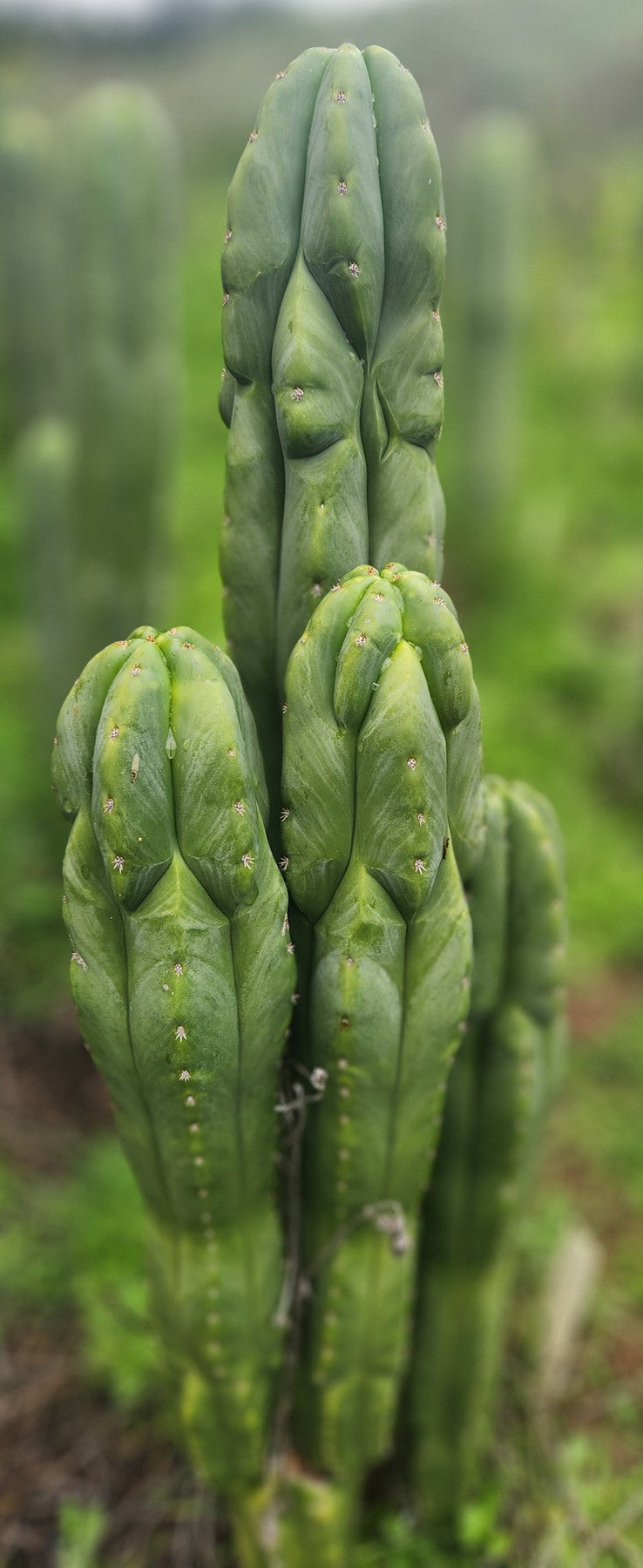 #EC333 EXACT Trichocereus Pachanoi Olivia X Scopulicola Cactus Cutting 10"-Cactus - Large - Exact-The Succulent Source