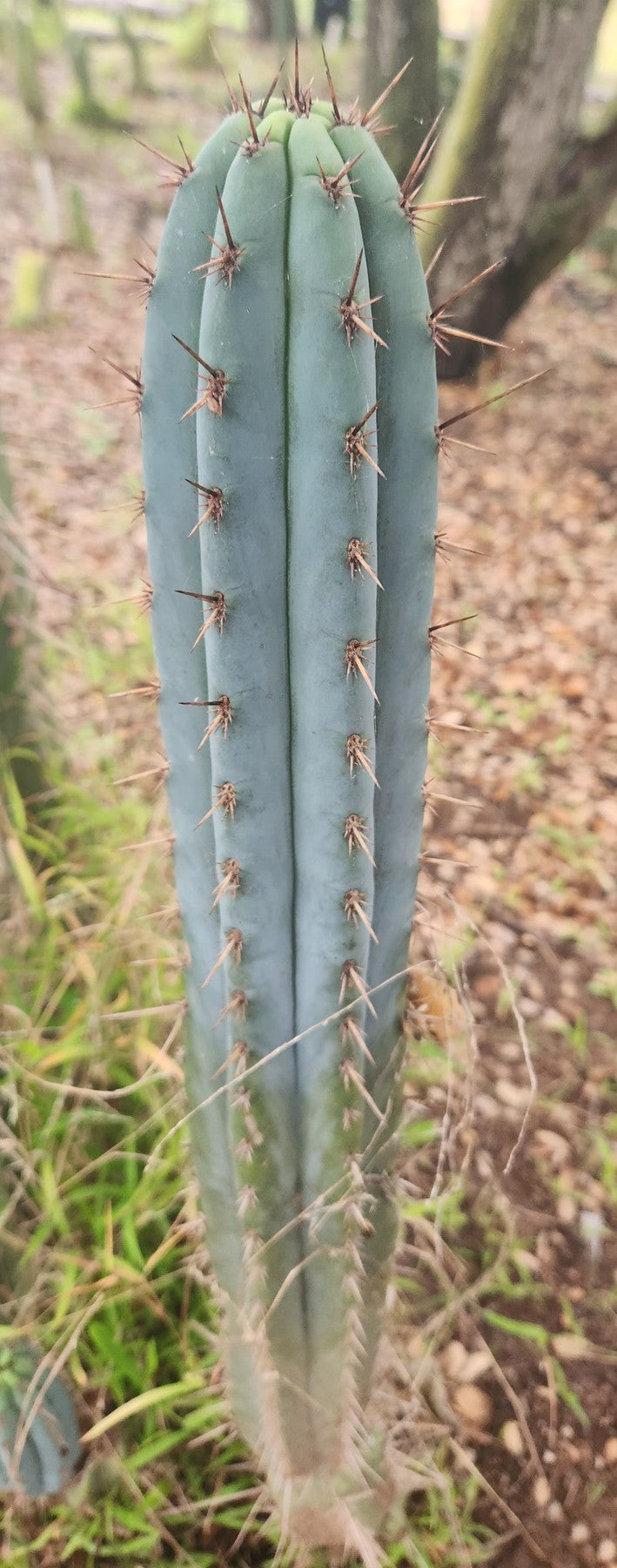 #EC334 EXACT Trichocereus Lost Label Cactus Cutting 10"-Cactus - Large - Exact-The Succulent Source