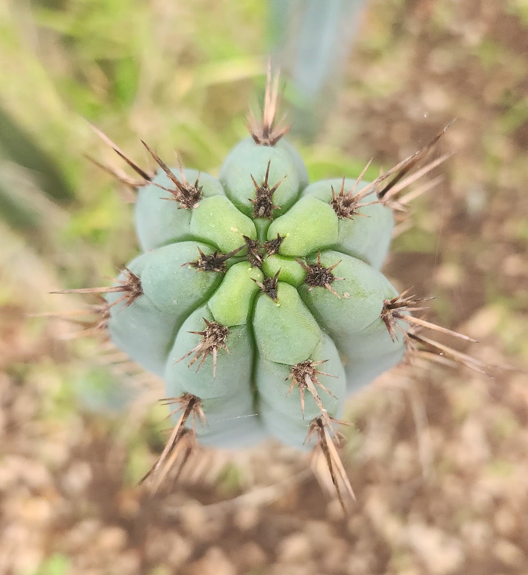 #EC334 EXACT Trichocereus Lost Label Cactus Cutting 10"-Cactus - Large - Exact-The Succulent Source