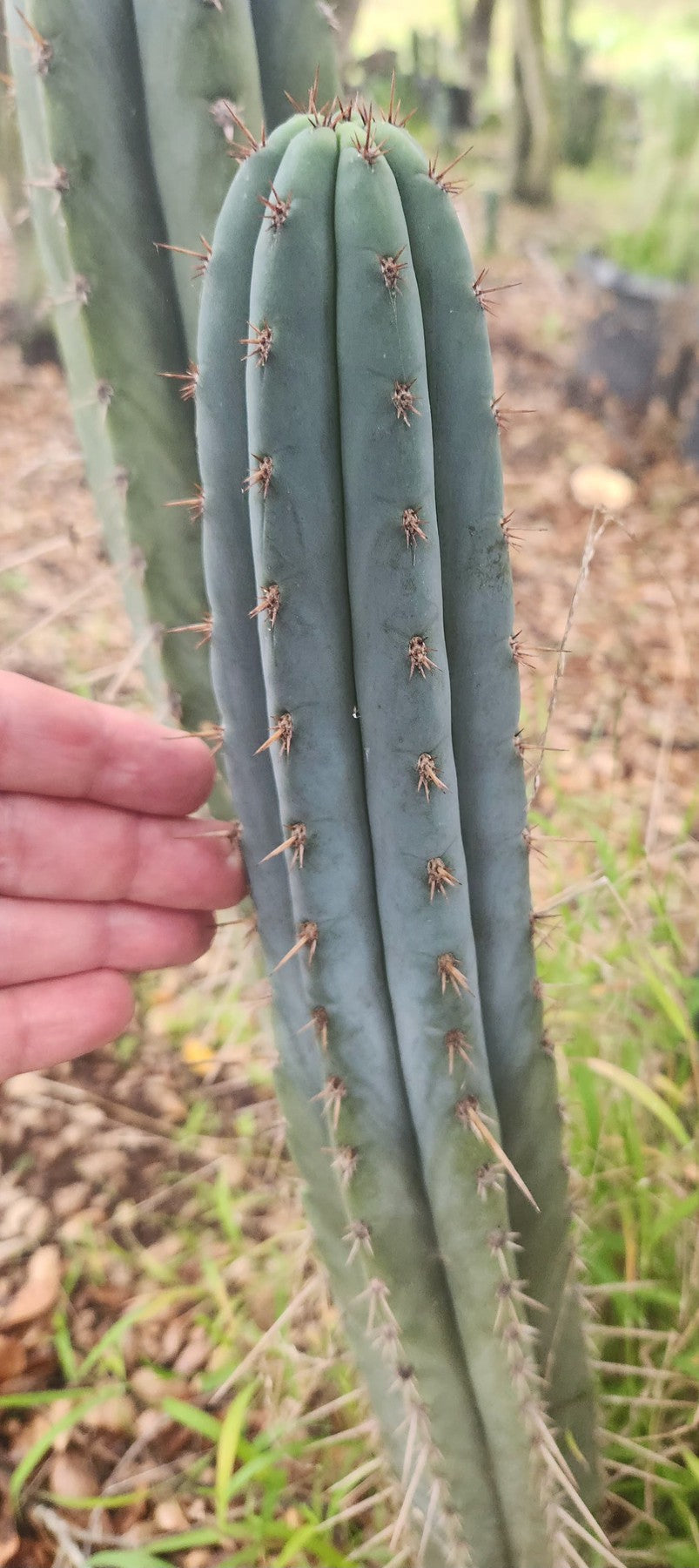 #EC334 EXACT Trichocereus Lost Label Cactus Cutting 10"-Cactus - Large - Exact-The Succulent Source