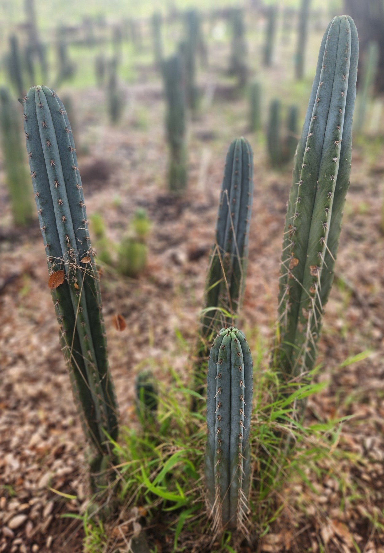 #EC334 EXACT Trichocereus Lost Label Cactus Cutting 10"-Cactus - Large - Exact-The Succulent Source