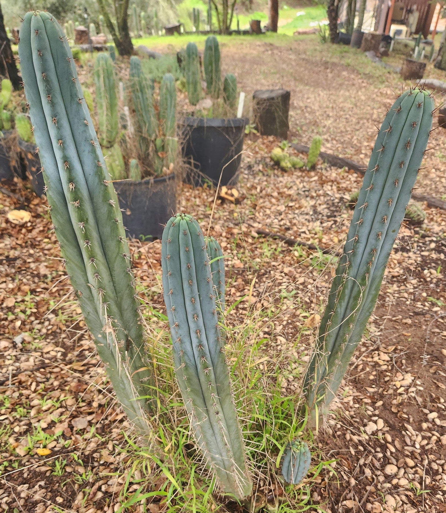 #EC334 EXACT Trichocereus Lost Label Cactus Cutting 10"-Cactus - Large - Exact-The Succulent Source