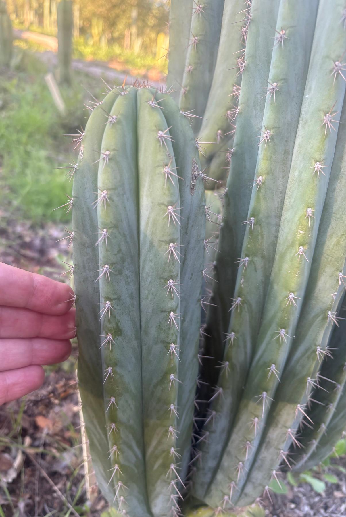 #EC334 EXACT Trichocereus Peruvianus KULA Cactus Cutting 8-10”-Cactus - Large - Exact-The Succulent Source