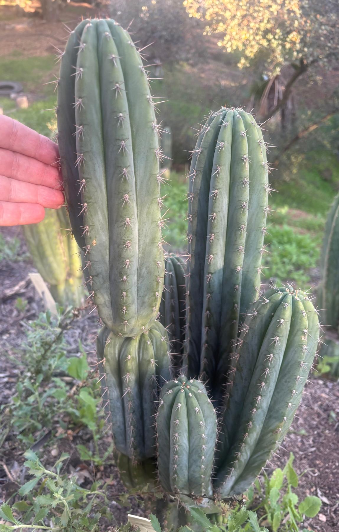 #EC334 EXACT Trichocereus Peruvianus KULA Cactus Cutting 8-10”-Cactus - Large - Exact-The Succulent Source