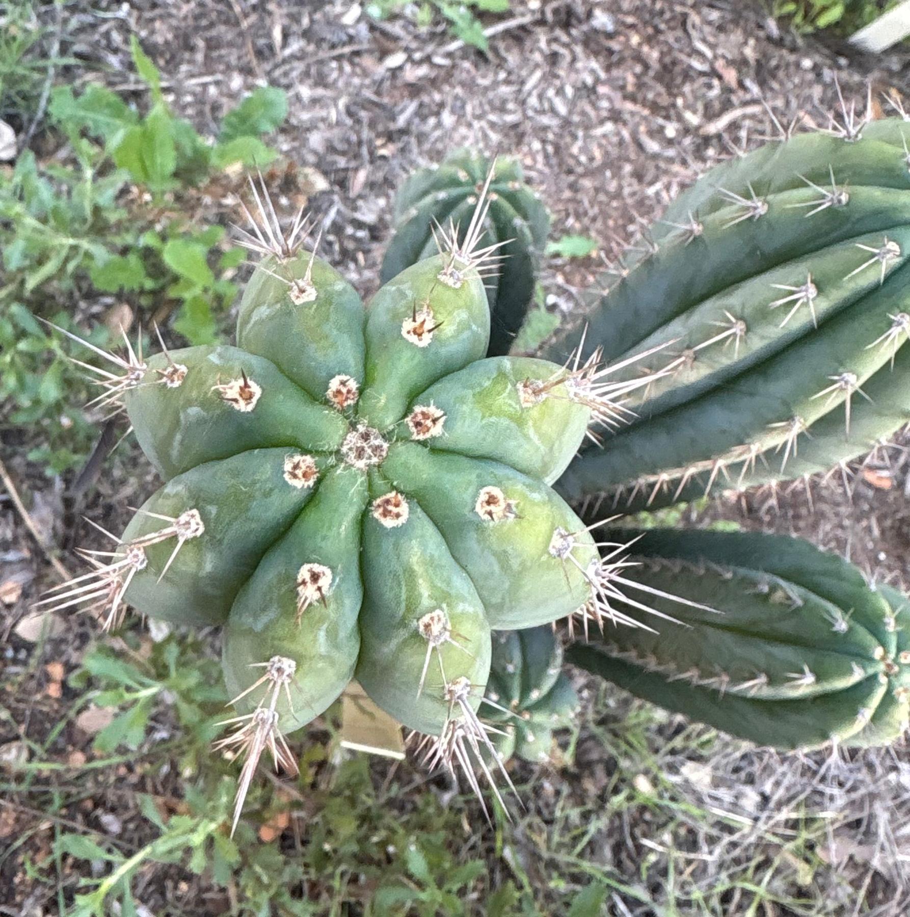 #EC334 EXACT Trichocereus Peruvianus KULA Cactus Cutting 8-10”-Cactus - Large - Exact-The Succulent Source