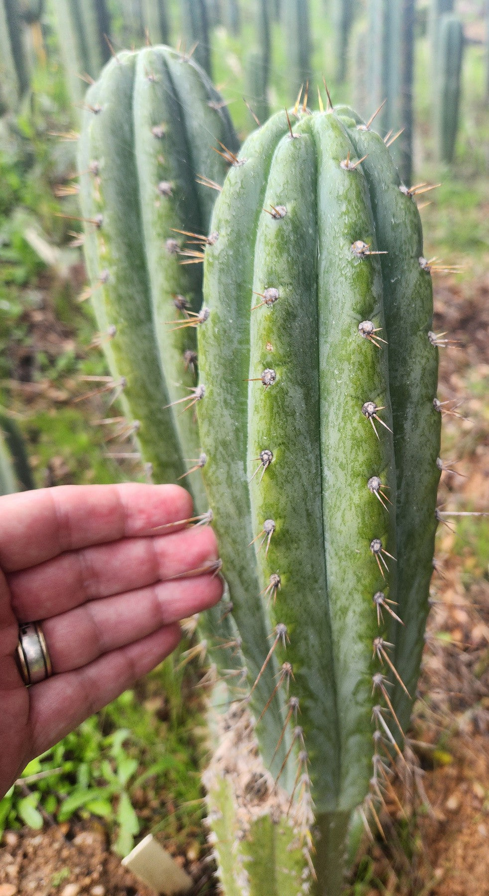 #EC335 EXACT Trichocereus Lost Label Cactus Cutting 8"-Cactus - Large - Exact-The Succulent Source