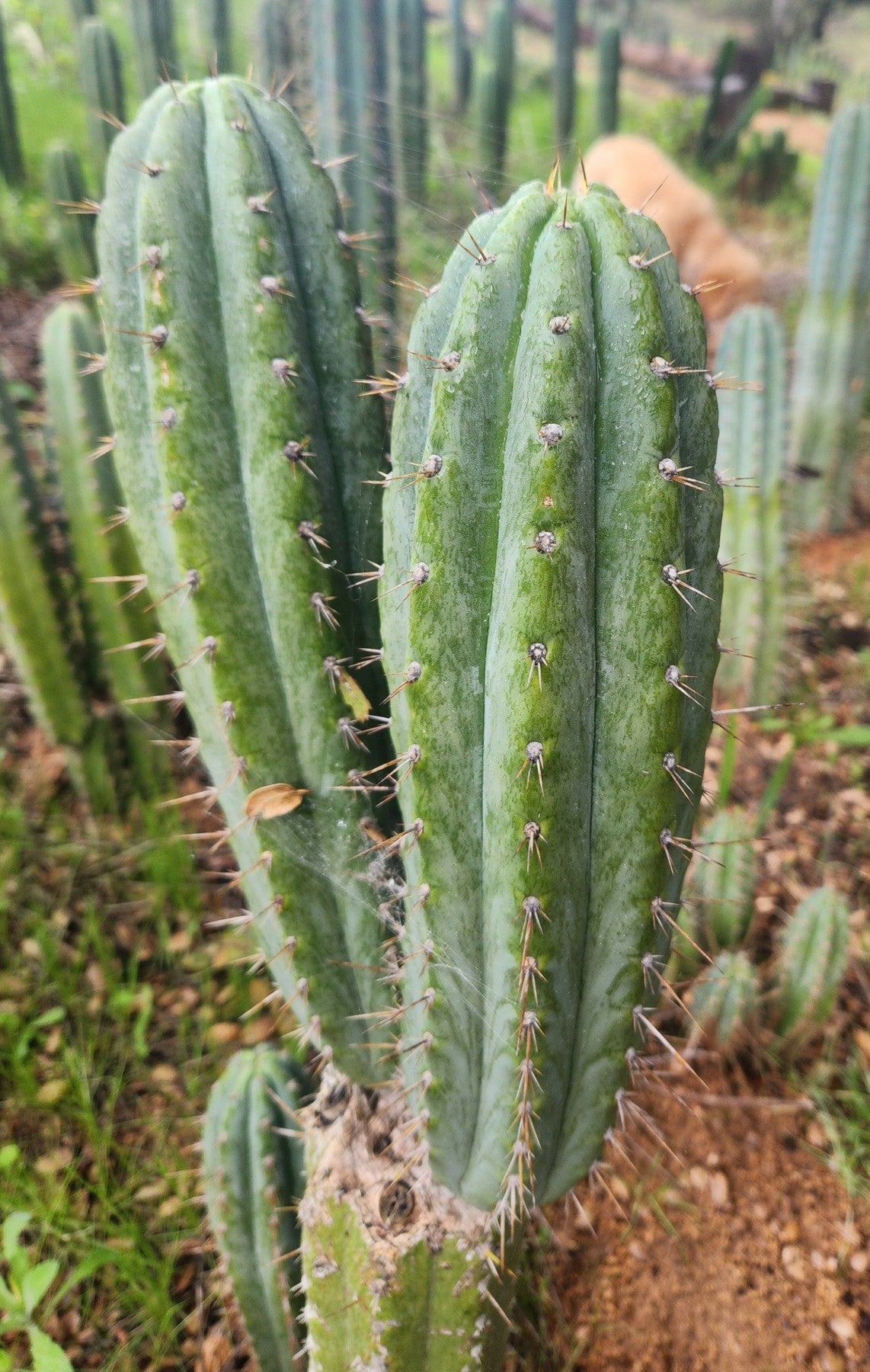 #EC335 EXACT Trichocereus Lost Label Cactus Cutting 8"-Cactus - Large - Exact-The Succulent Source