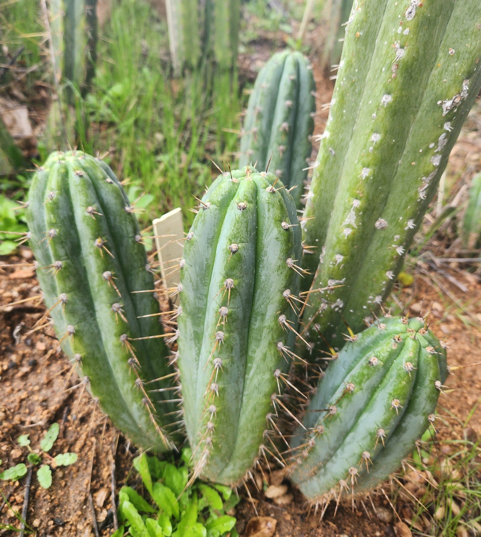 #EC335 EXACT Trichocereus Lost Label Cactus Cutting 8"-Cactus - Large - Exact-The Succulent Source