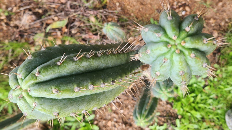 #EC335 EXACT Trichocereus Lost Label Cactus Cutting 8"
