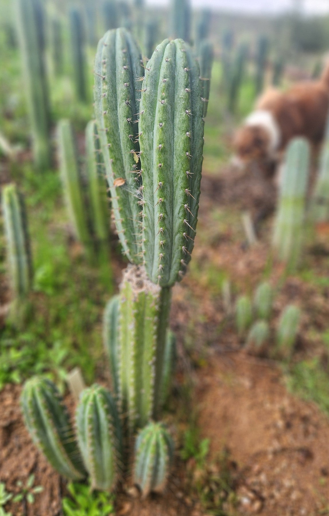 #EC335 EXACT Trichocereus Lost Label Cactus Cutting 8"-Cactus - Large - Exact-The Succulent Source