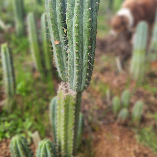 専用 1kg Trichocereus peruvianus /トップカット Peruvian Torch Top Cutting (Trichocereus Peruvianus) – Low