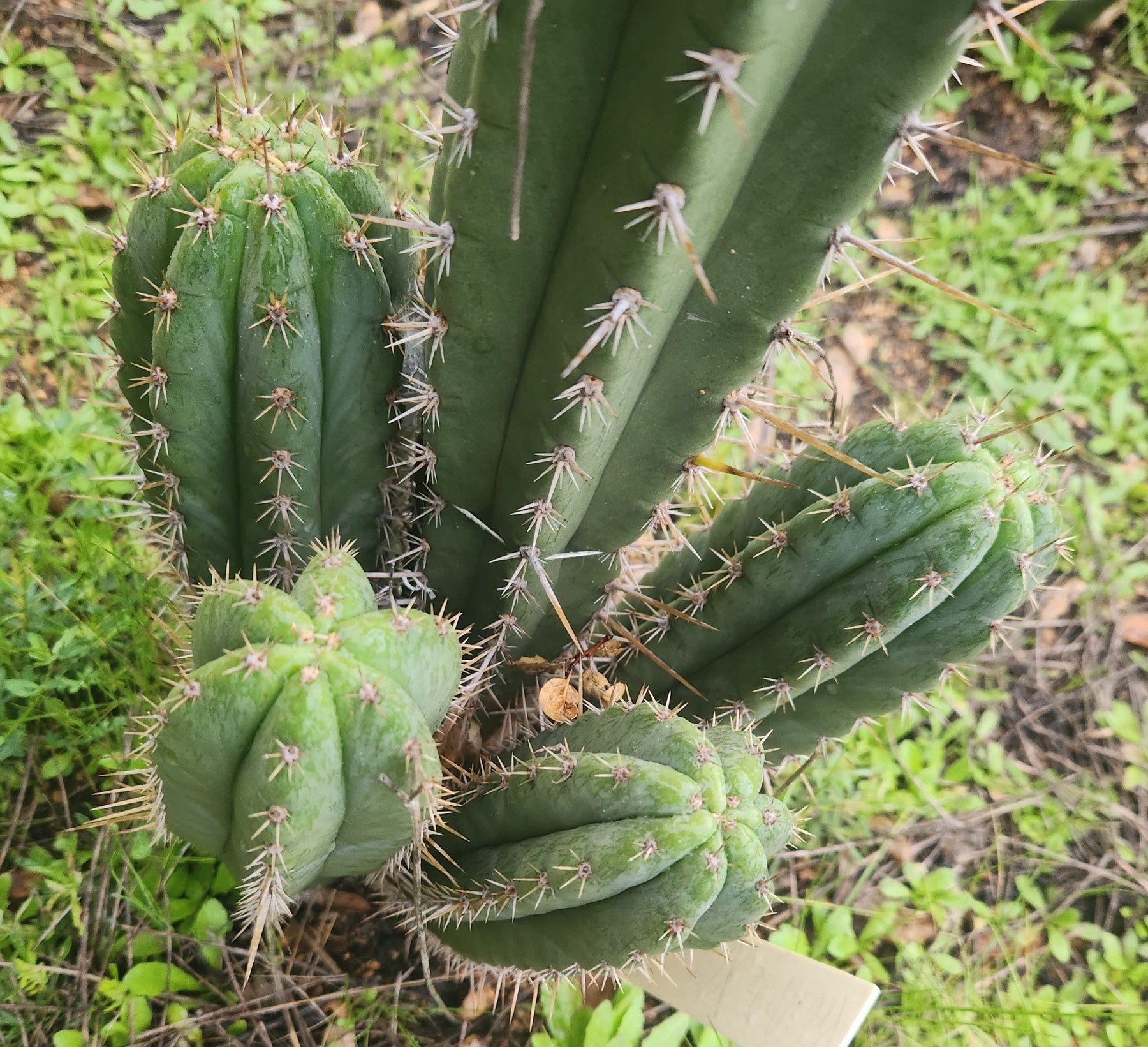 #EC336 EXACT Trichocereus Peruvianus Millz X Colossus Cactus Cutting 8"-Cactus - Large - Exact-The Succulent Source