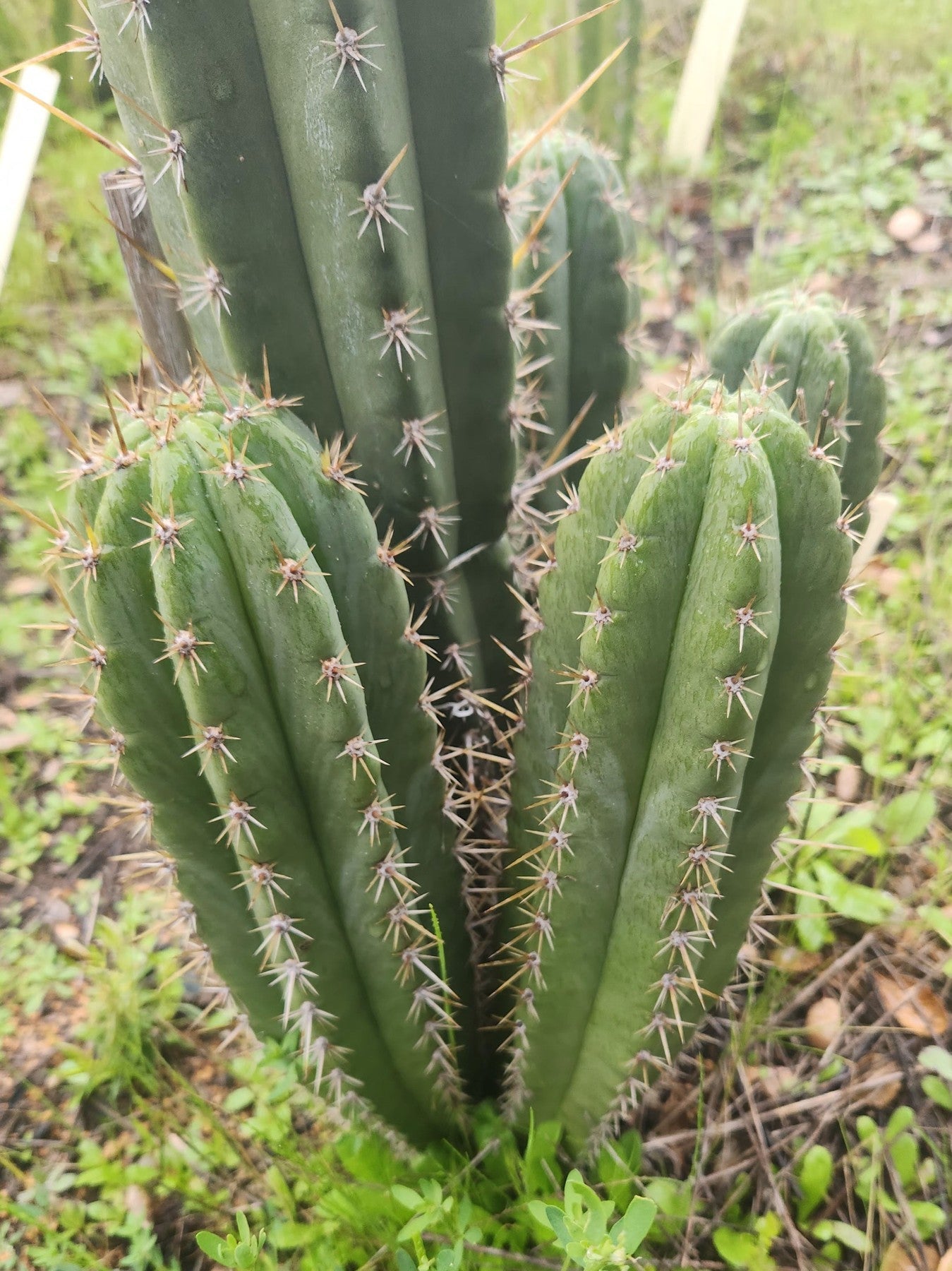 #EC336 EXACT Trichocereus Peruvianus Millz X Colossus Cactus Cutting 8"-Cactus - Large - Exact-The Succulent Source