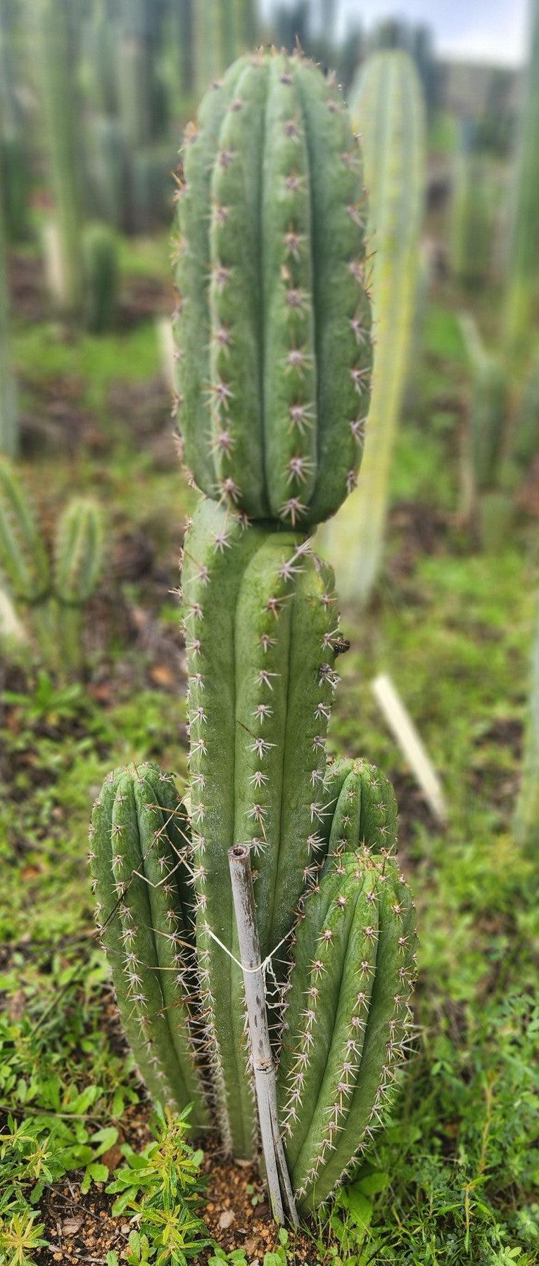 #EC336 EXACT Trichocereus Peruvianus Millz X Colossus Cactus Cutting 8"-Cactus - Large - Exact-The Succulent Source