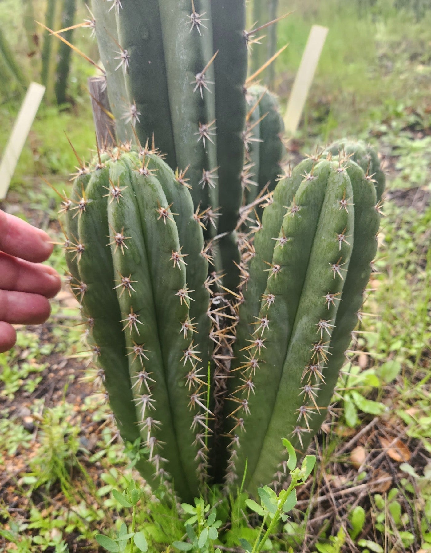 #EC336 EXACT Trichocereus Peruvianus Millz X Colossus Cactus Cutting 8"-Cactus - Large - Exact-The Succulent Source