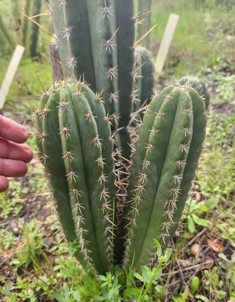 #EC336 EXACT Trichocereus Peruvianus Millz X Colossus Cactus Cutting 8"