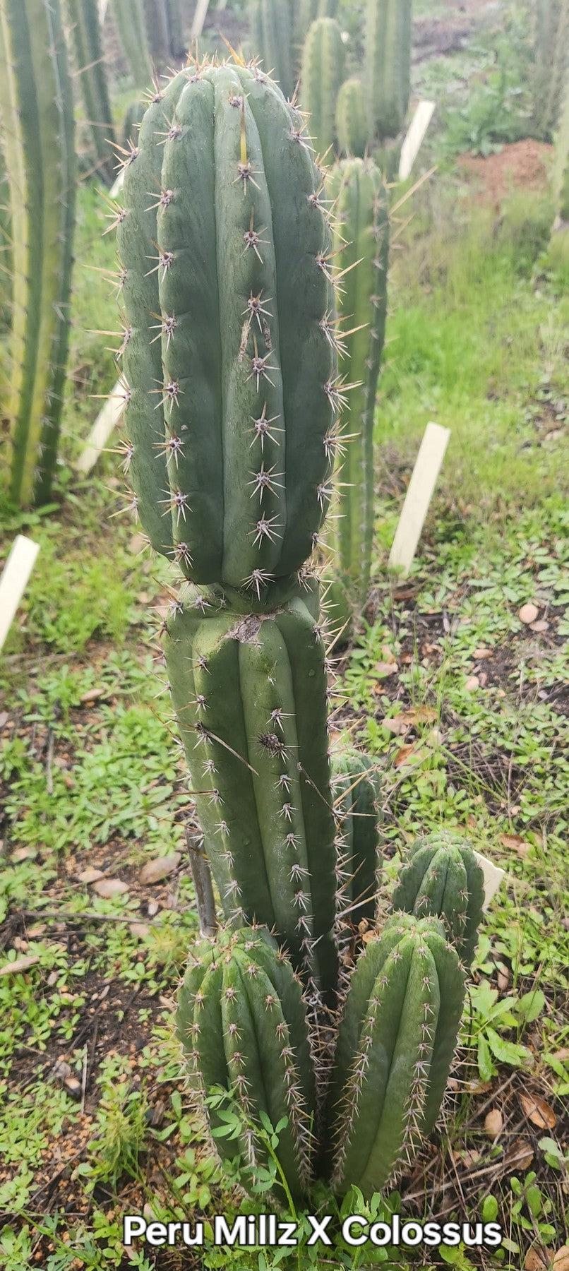 #EC336 EXACT Trichocereus Peruvianus Millz X Colossus Cactus Cutting 8"-Cactus - Large - Exact-The Succulent Source