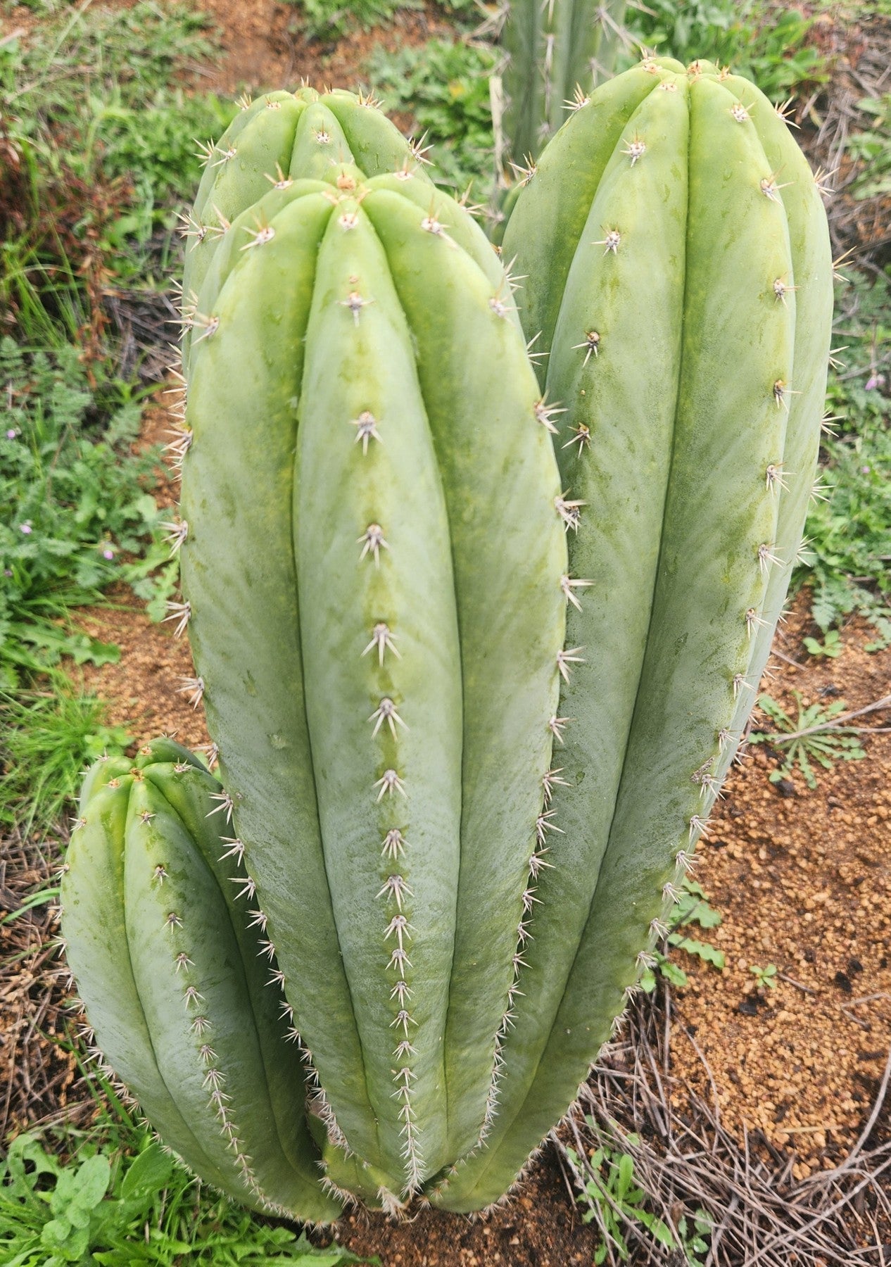 #EC337 EXACT Trichocereus Hybrid Peruvianus Ivan X (TIG X Len) Cactus Cutting 8"-Cactus - Large - Exact-The Succulent Source