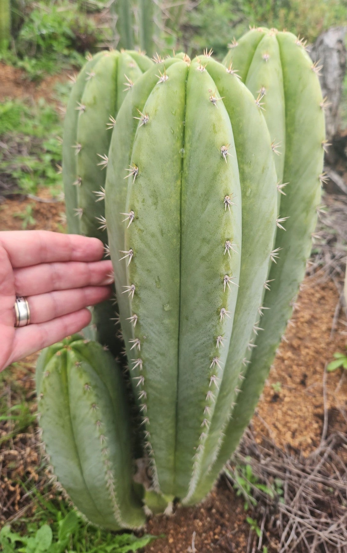 #EC337 EXACT Trichocereus Hybrid Peruvianus Ivan X (TIG X Len) Cactus Cutting 8"-Cactus - Large - Exact-The Succulent Source
