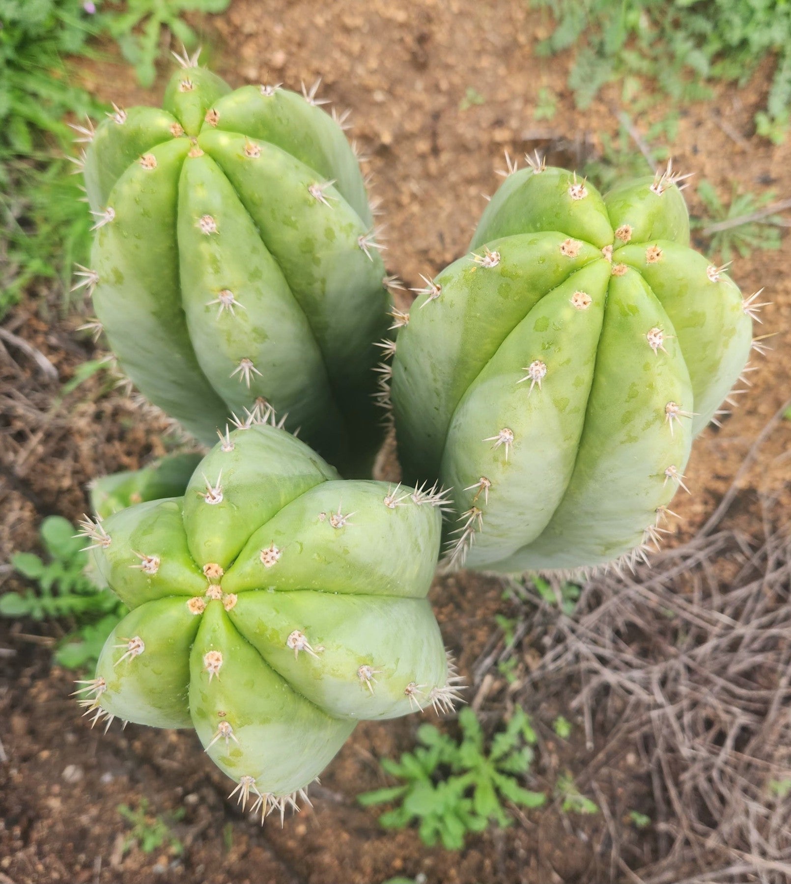 #EC337 EXACT Trichocereus Hybrid Peruvianus Ivan X (TIG X Len) Cactus Cutting 8"-Cactus - Large - Exact-The Succulent Source
