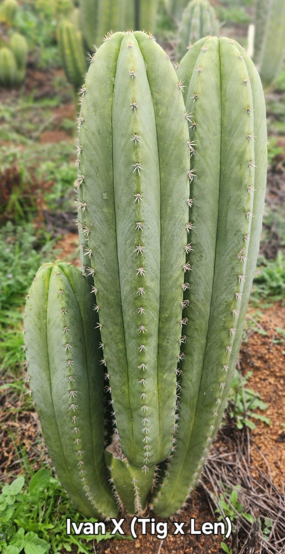 #EC337 EXACT Trichocereus Hybrid Peruvianus Ivan X (TIG X Len) Cactus Cutting 8"-Cactus - Large - Exact-The Succulent Source