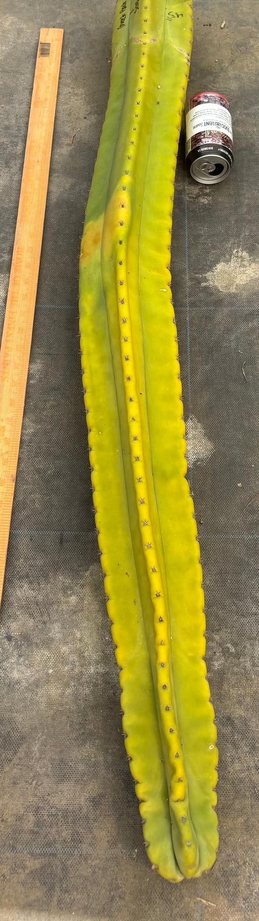 #EC338 EXACT Greek X Pack X scop 45”-Cactus - Large - Exact-The Succulent Source