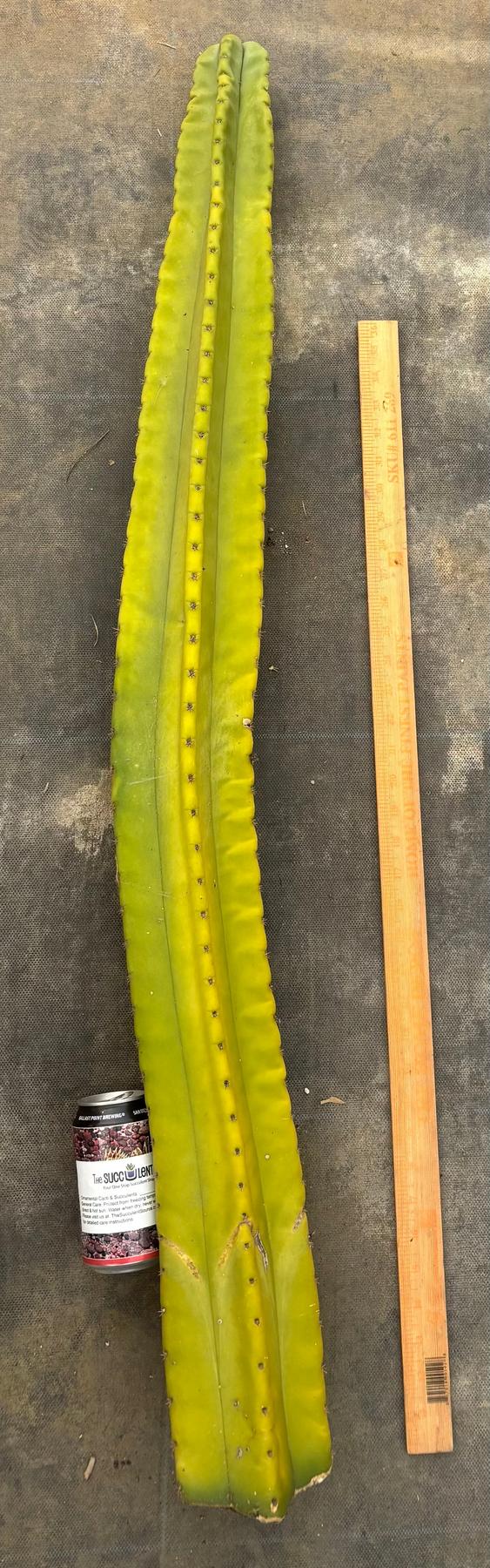 #EC338 EXACT Greek X Pack X scop 45”-Cactus - Large - Exact-The Succulent Source