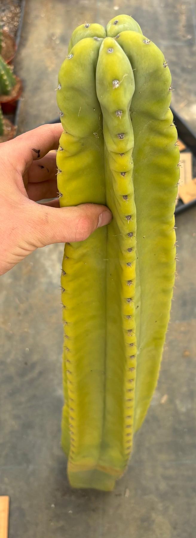 #EC338 EXACT Greek X Pack X scop 45”-Cactus - Large - Exact-The Succulent Source