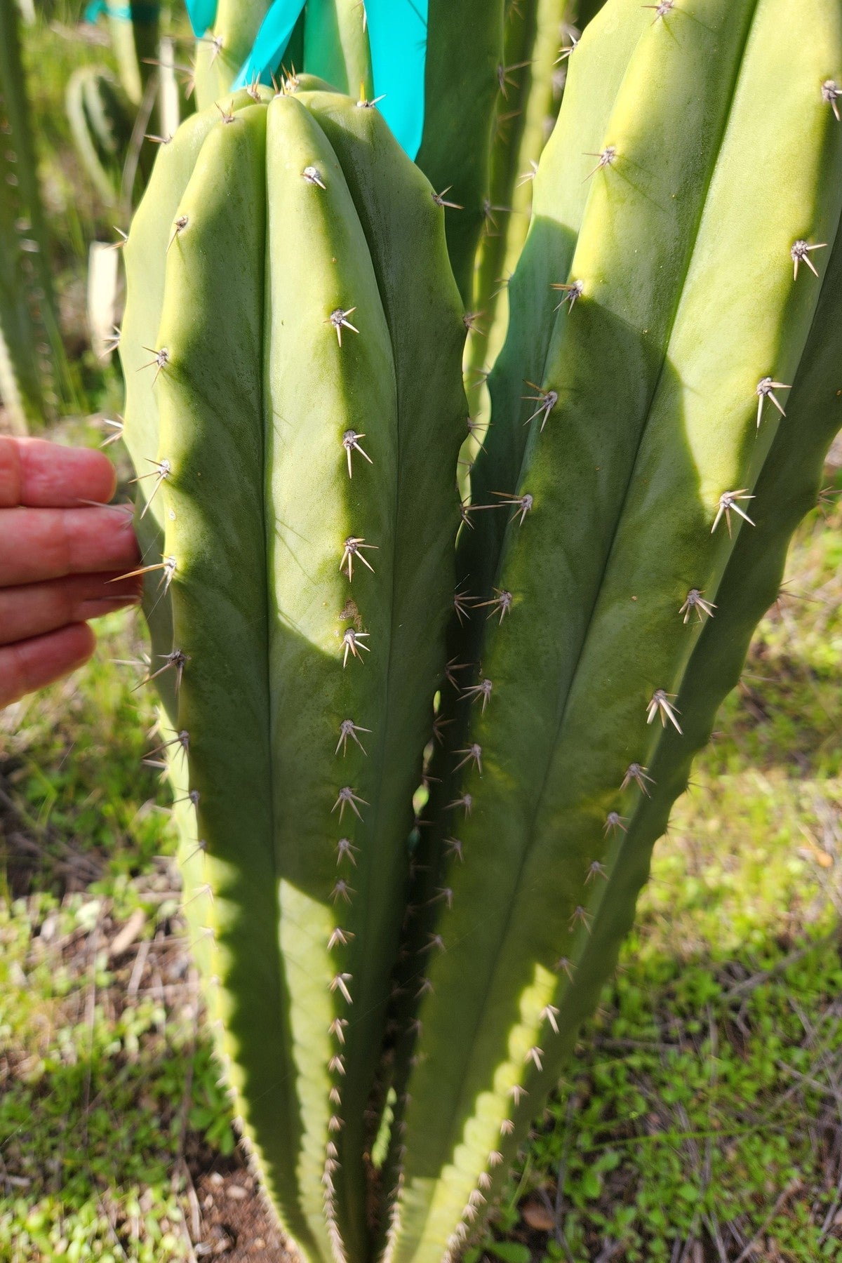 #EC338 EXACT Trichocereus Huanacabamba X Pachanoi Oscar Cactus Cutting 10"-Cactus - Large - Exact-The Succulent Source