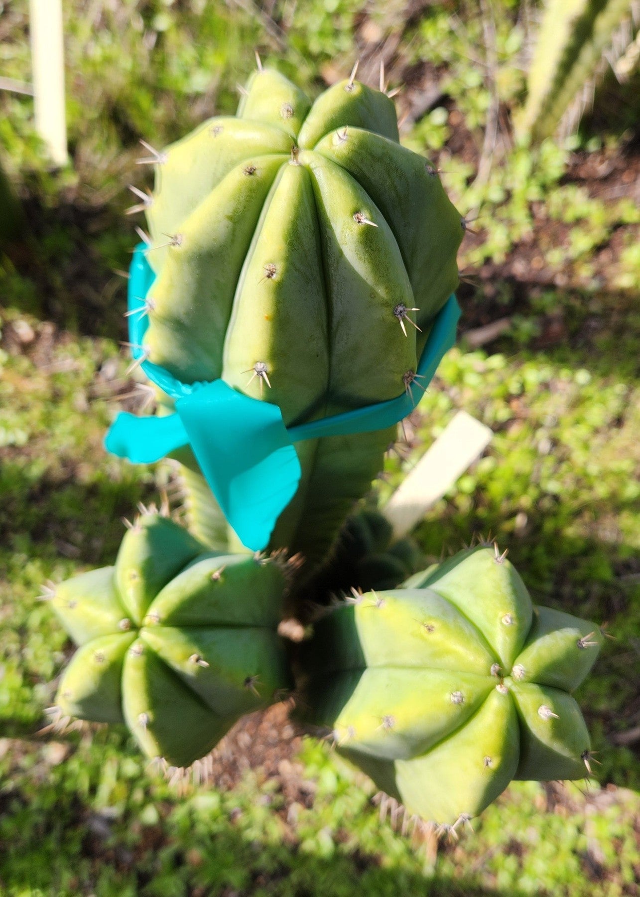 #EC338 EXACT Trichocereus Huanacabamba X Pachanoi Oscar Cactus Cutting 10"-Cactus - Large - Exact-The Succulent Source