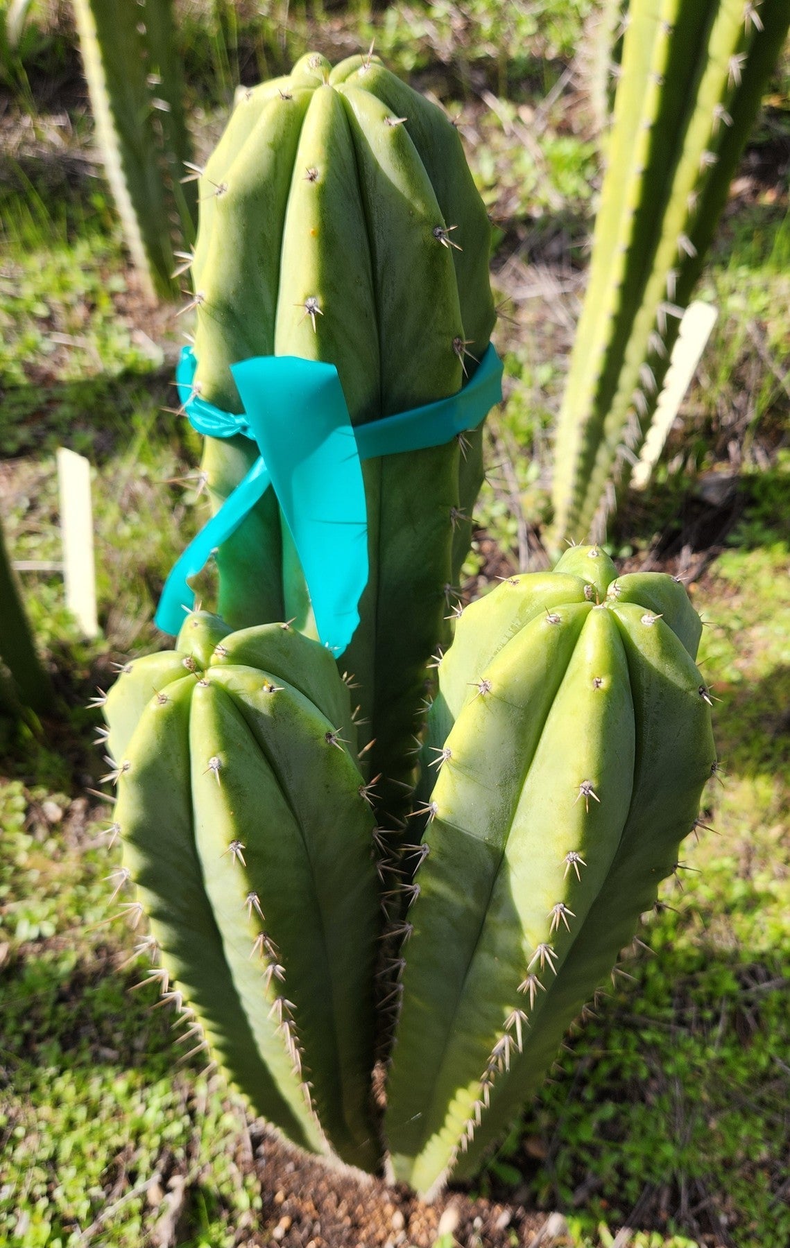 #EC338 EXACT Trichocereus Huanacabamba X Pachanoi Oscar Cactus Cutting 10"-Cactus - Large - Exact-The Succulent Source