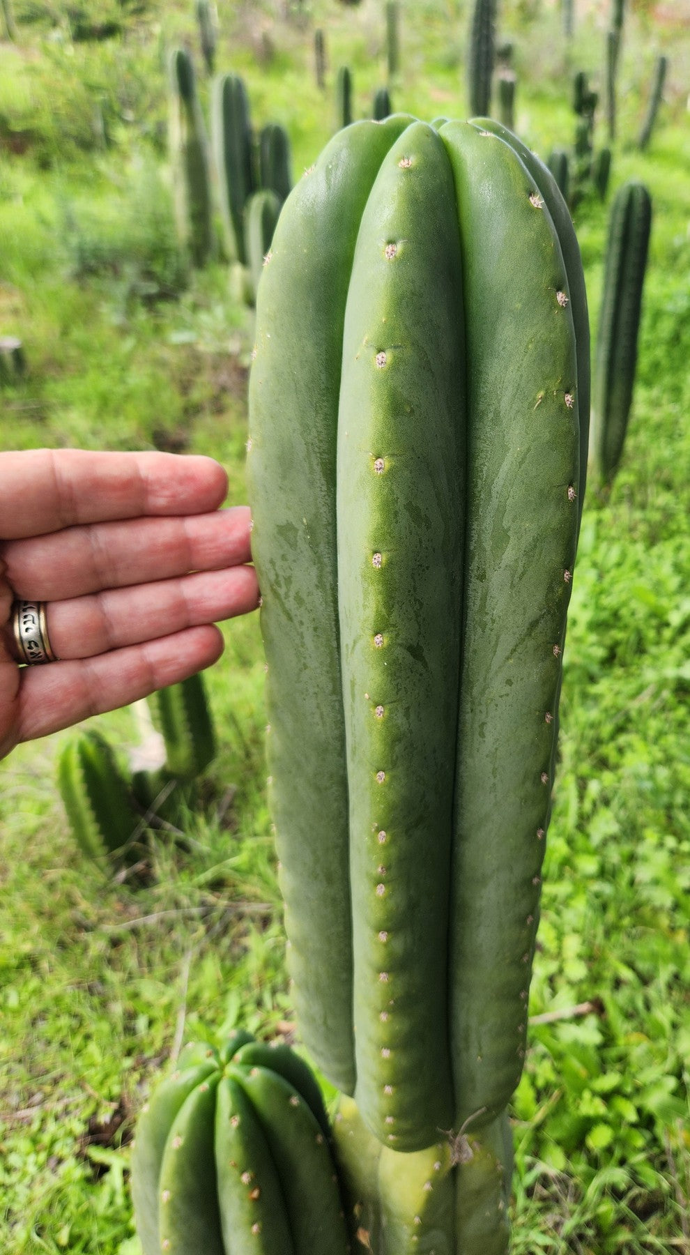 #EC339 EXACT Trichocereus hybrid Scop X Pachanoi Yowie Cactus Cutting 15"-Cactus - Large - Exact-The Succulent Source