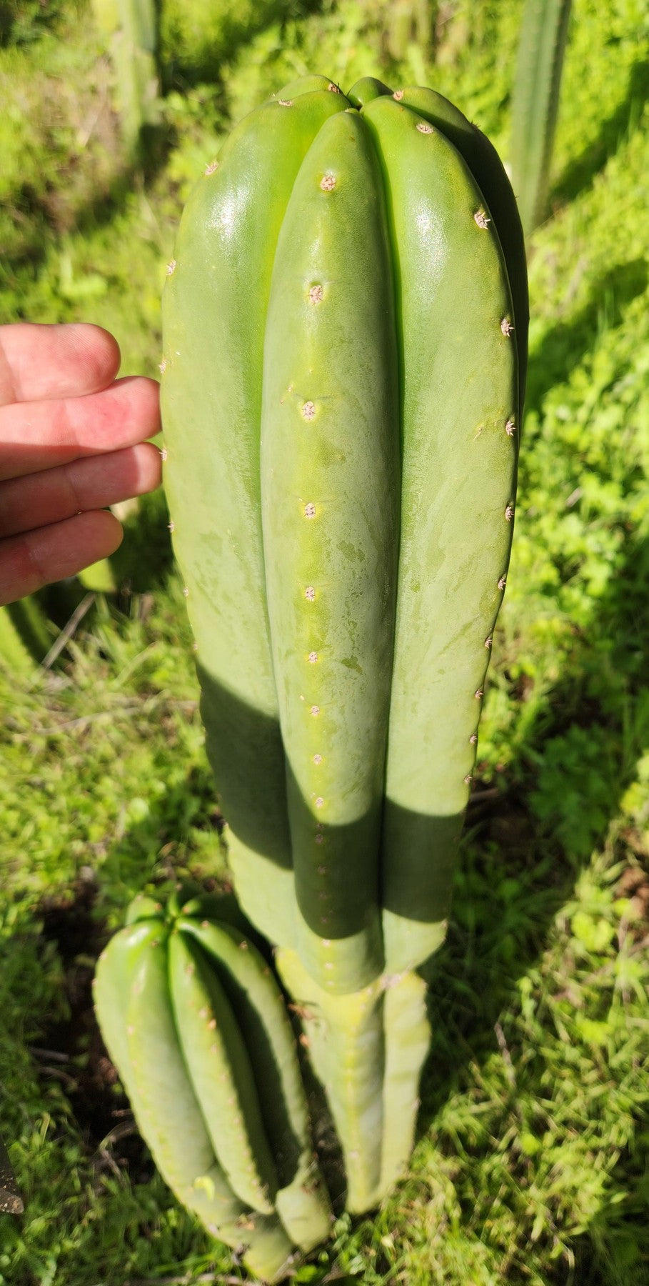 #EC339 EXACT Trichocereus hybrid Scop X Pachanoi Yowie Cactus Cutting 15"-Cactus - Large - Exact-The Succulent Source