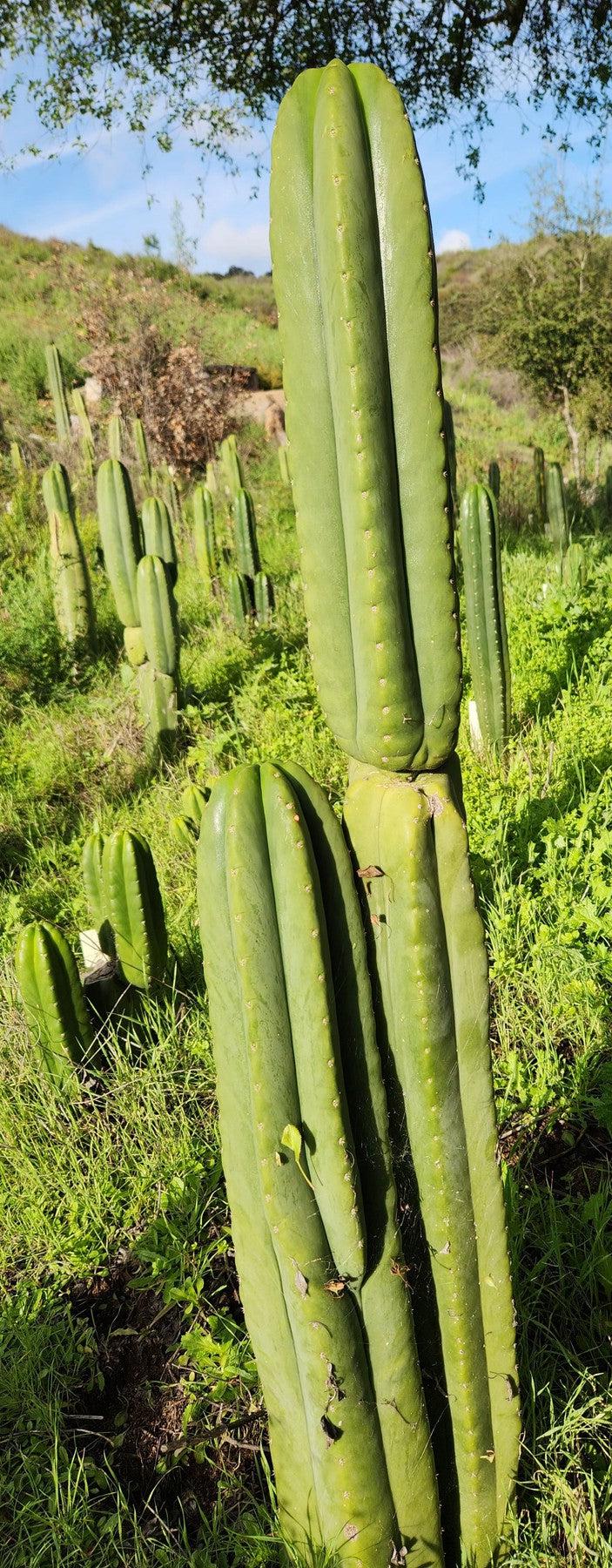 #EC339 EXACT Trichocereus hybrid Scop X Pachanoi Yowie Cactus Cutting 15"-Cactus - Large - Exact-The Succulent Source