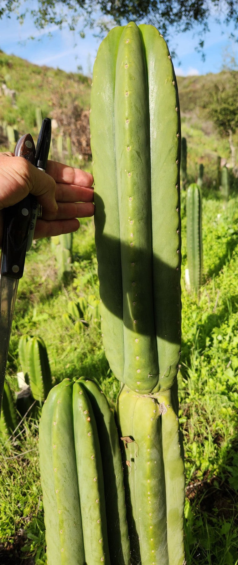 #EC339 EXACT Trichocereus hybrid Scop X Pachanoi Yowie Cactus Cutting 15"-Cactus - Large - Exact-The Succulent Source