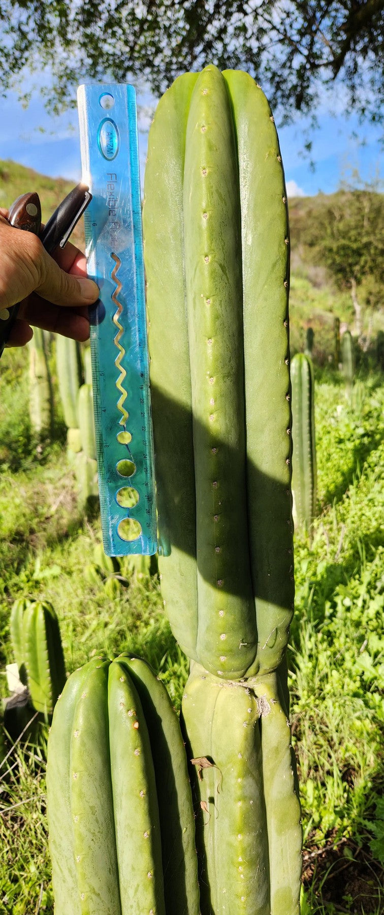 #EC339 EXACT Trichocereus hybrid Scop X Pachanoi Yowie Cactus Cutting 12"