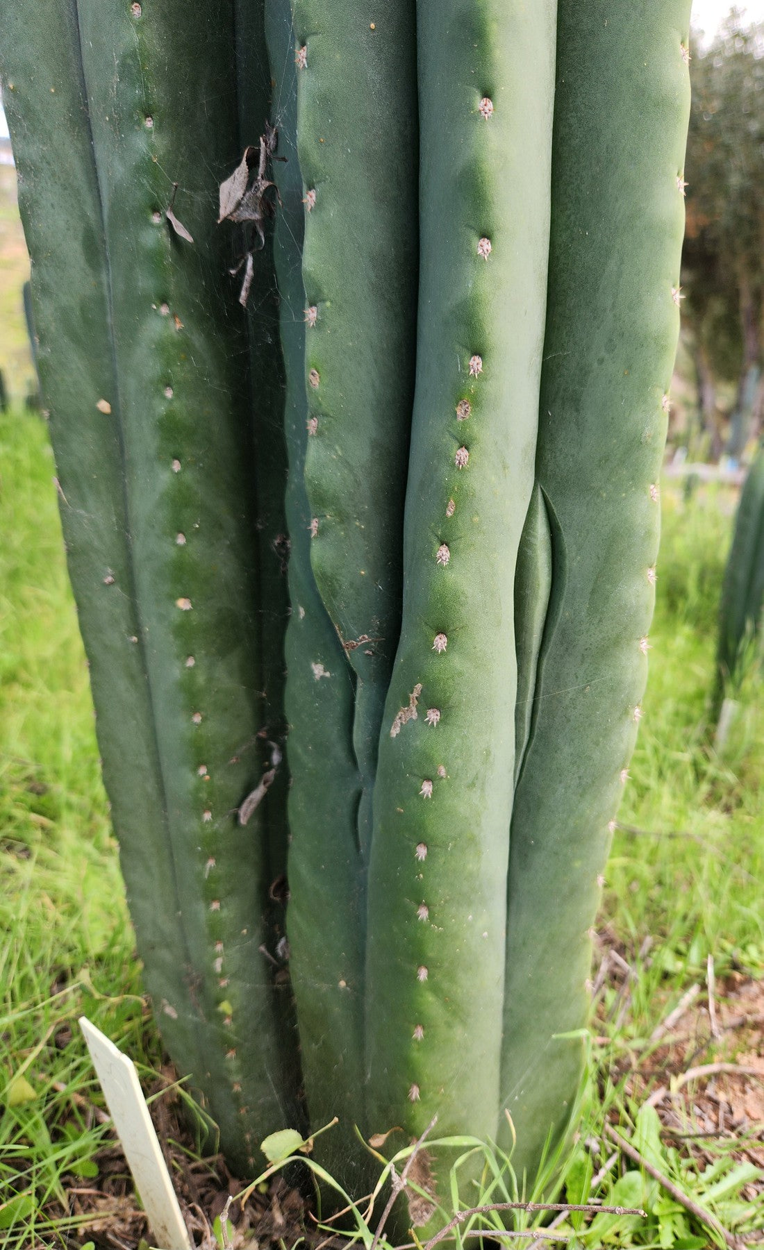#EC339 EXACT Trichocereus hybrid Scop X Pachanoi Yowie Cactus Cutting 15"-Cactus - Large - Exact-The Succulent Source