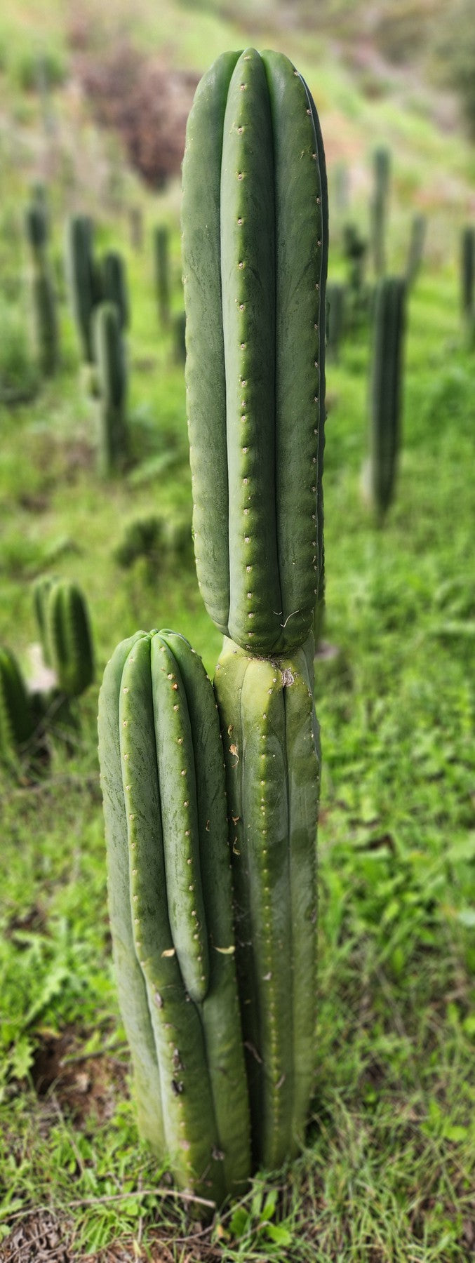 #EC339 EXACT Trichocereus hybrid Scop X Pachanoi Yowie Cactus Cutting 15"-Cactus - Large - Exact-The Succulent Source