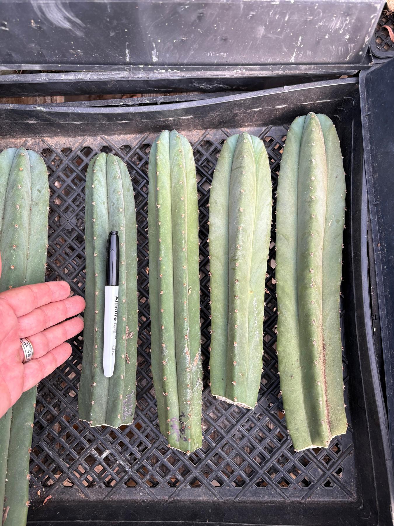 #EC339 Trichocereus Arizona Scopulicola SCG16 & Tucson Fats Cuttings-Cactus - Large - Exact-The Succulent Source
