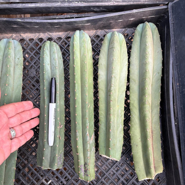 san pedro cactus arizona San Pedro Cactus for Sale Trichocereus