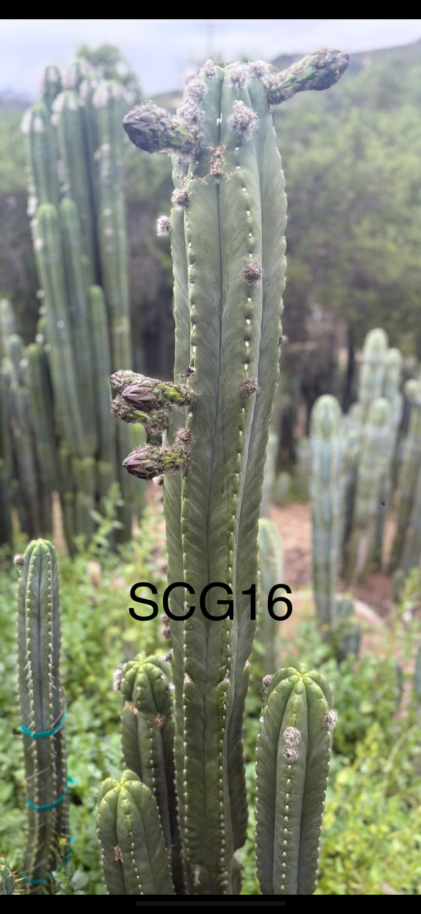#EC339 Trichocereus Arizona Scopulicola SCG16 & Tucson Fats Cuttings-Cactus - Large - Exact-The Succulent Source